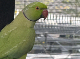 Trading a male ringneck for a female ringneck.