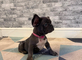 K.c French bulldog girl