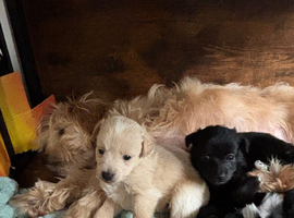 F2 pomapoo pups for sale