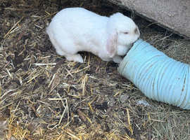 Female mini lop