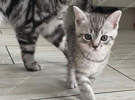 Half BSH kittens