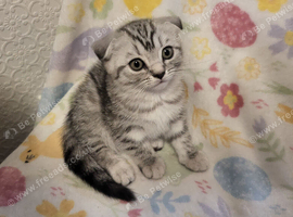 Ready to rehome Scottish  fold
