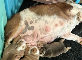 KC registered British bulldog
