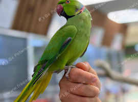 Ring neck parrot