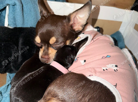 Gorgeous Black Blue Chihuahua Puppies London N1