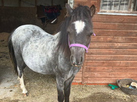 Reg& gelded, vacc welsh sec A- well handoed