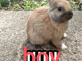 Mini rex x mini lop bunnies