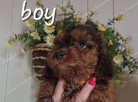 Last cockerpoo ready to leave