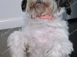 4year old shih tzu for sale