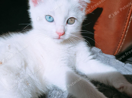 Female kitten