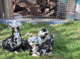 Free cockralls/roosters