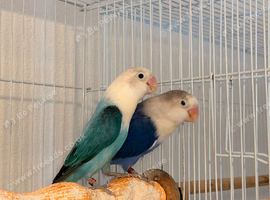 Violet and blue split fallow pair available