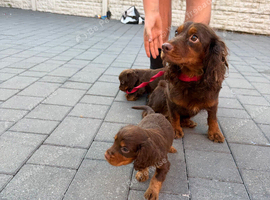 Working Spaniels