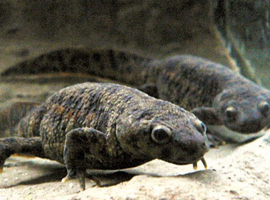 Pair of Spanish ribbed newts