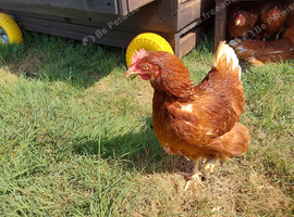 Brown  chickens