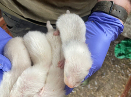 Half angora silver kits