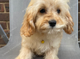 Beautiful cavapoo f1b pups ready to leave