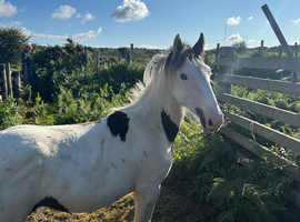 Paintbox Colt