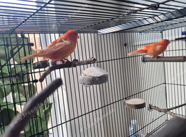 2 red canaries for sale with half bag fees