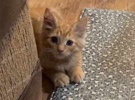7 beautiful kittens ready for loving homes