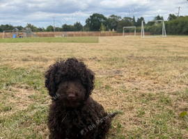 Cockapoo female fully vaccinated