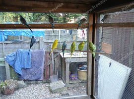 Budgies
