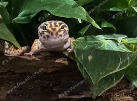 Young Leopard gecko for sale