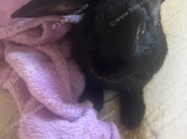 Black male lop rabbit