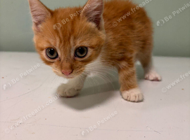 Kittens ready to go