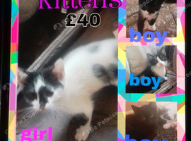 Kittens
