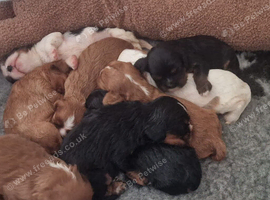 Health Tested- Cavalier King Charles Spaniel