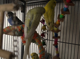 7 budgies and eggs and  cage (breedings pairs included )