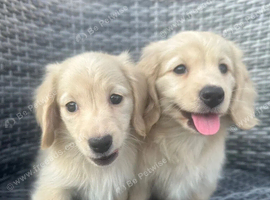 CREAM MINI DACHSHUNDS