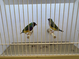 Pair of Gouldian Finches For Sale