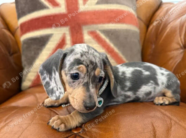 Miniature Dachshund Puppies &ndash; 3 Girls & 1 Boy Available