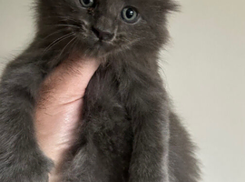 Polydactyl Maine Coon Boysv