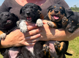 3 Lovely working border/kelpie puppies