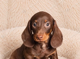 Gorgeous miniature dachshund puppies
