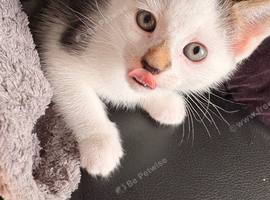 Fluffy Kittens for Sale &ndash; 3 Tabby Boys & 1 Black & White Girl