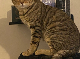 1 & half years old bengal cat