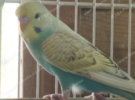 3 lovely young budgies for sale