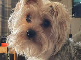 Need Yorkshire terrier stud