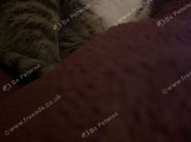 Boy tabby cat- 4months old