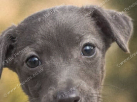Whippet puppies