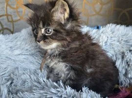 5 beautiful mainecoon kittens available