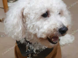 Alfie Super Stud