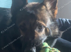 czech shepherd for stud for pick of litter