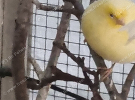 This years and last years canaries