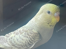 Cinnamon opaline blackface