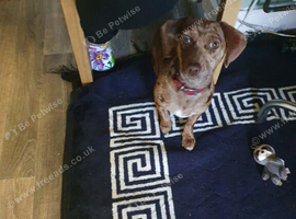 Dachshund girl